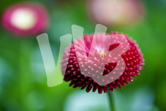 bloemen en planten vvbvanbree     1113